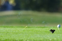 Un beau cigare et son d�gagement de fum�e au beau milieu d'un parcours : un peu clich� non ? :)<br />PHOTO JOHAN BEN AZZOUZ / LA VOIX DU NORD