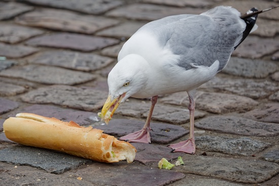 Un goéland déguste un sandwich sur la place Dalton à Boulogne-sur-Mer.
