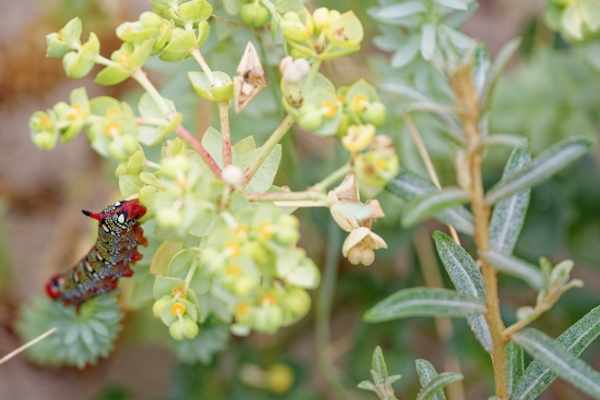 Une chenille au milieu des euphorbes des dunes de la Slack.