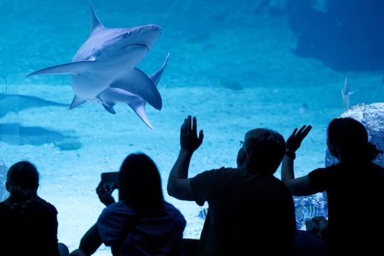Un requin s’approche de la baie vitrée sous les regards des visiteurs.