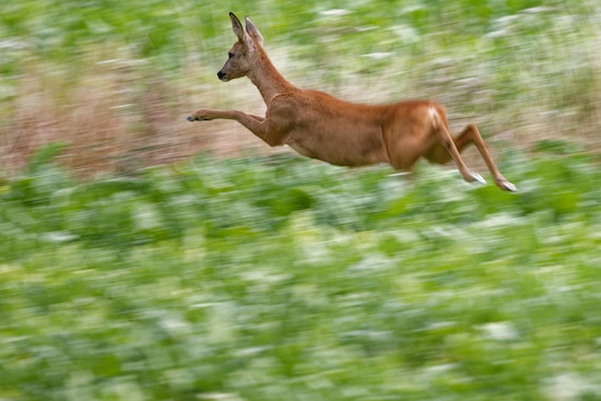 A moving subject: here, the shutter speed must be fast enough to keep the image sharp.